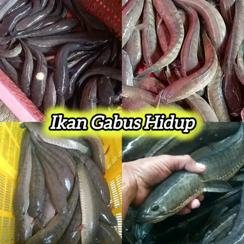 Jual gabus hidup