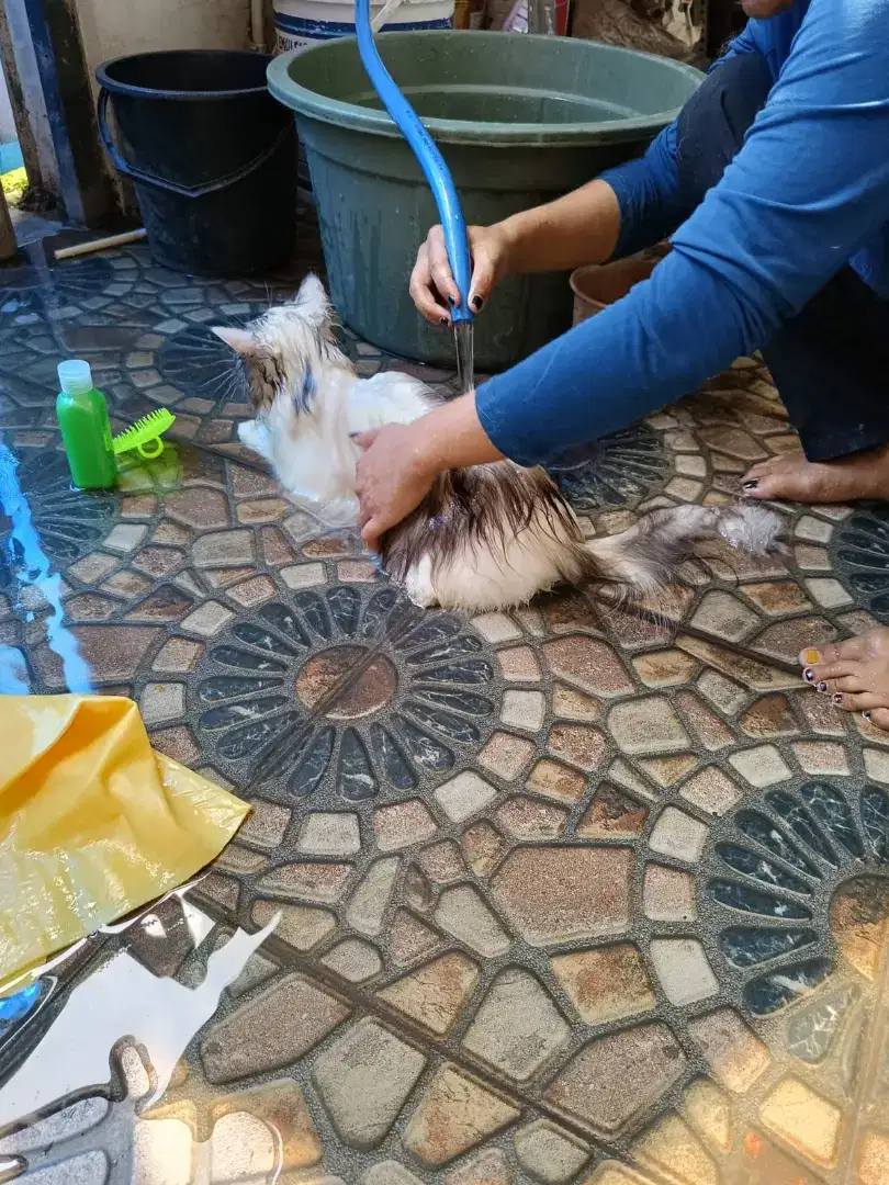 Grooming Kucing Panggilan