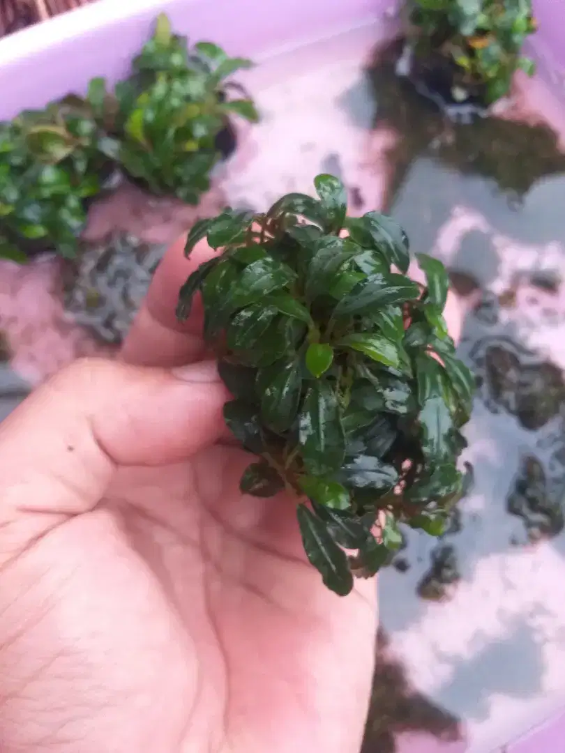 Tanaman Aquascape Bucephalandra