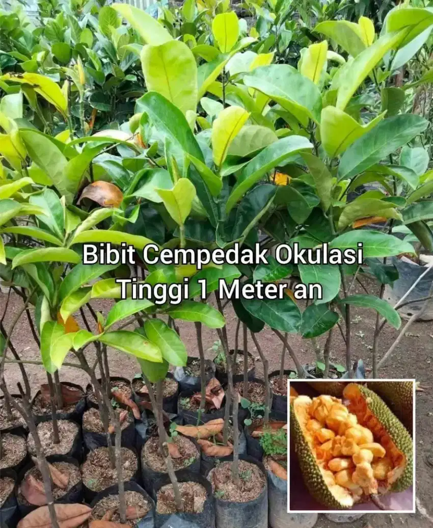 Bibit Cempedak Okulasi Tinggi 1 Meter an