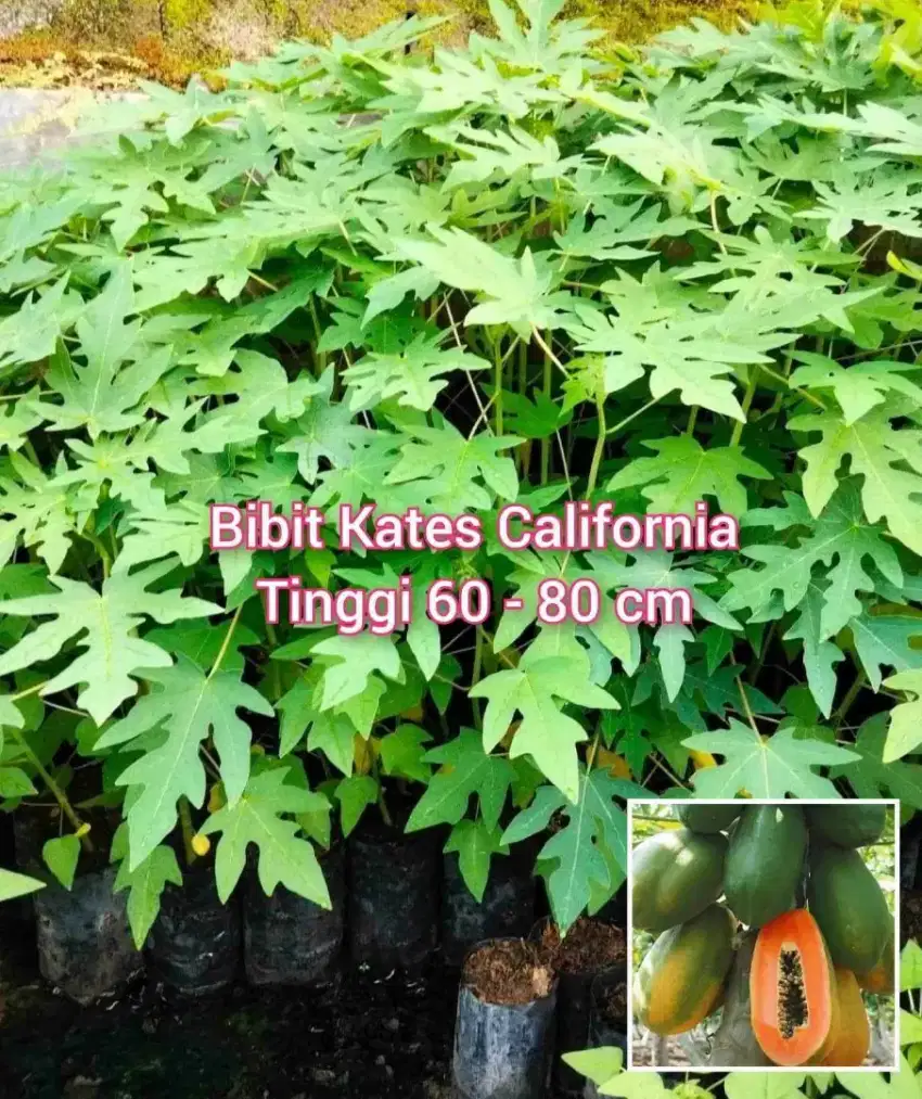 Bibit Kates California Tinggi 50 cm Ke Atas