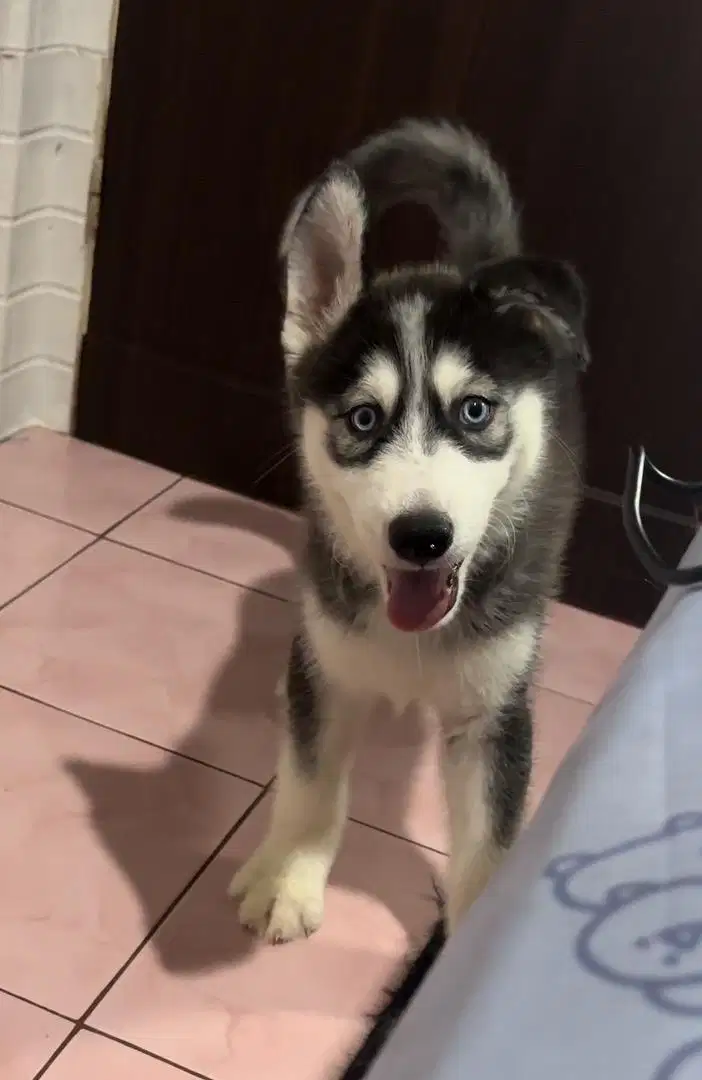 NEW! Puppy Husky x Samoyed