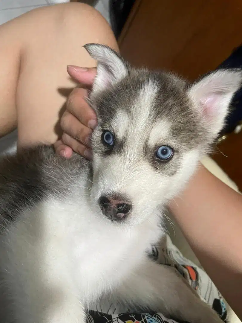 NEW! PUPPY HUSKY X SAMOYED