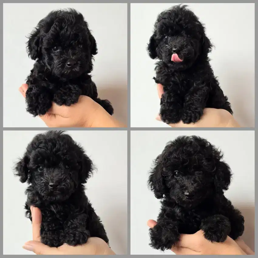 Poodle Hitam pekat dan solid