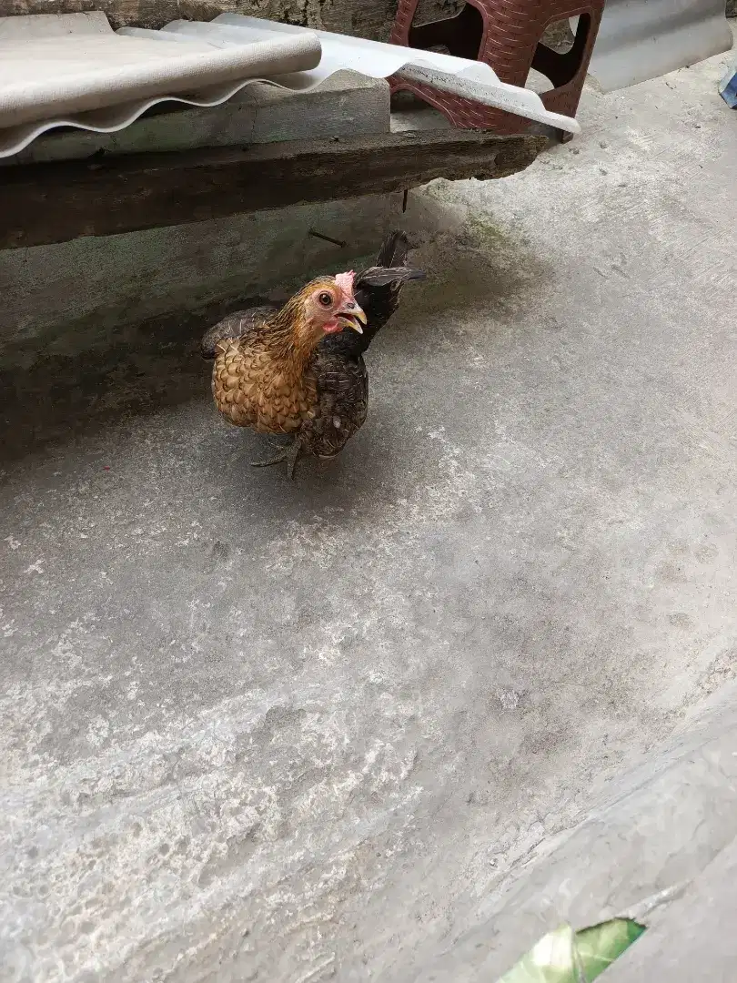 Ayam Serama blujur sepasang