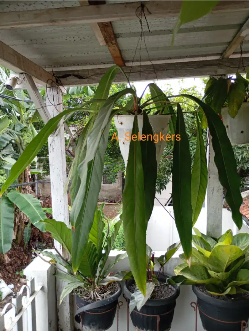 Anthurium Selengkers