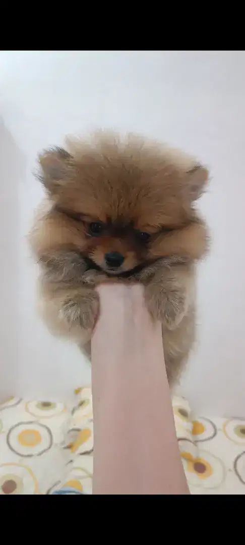 Anjing Minipom Betina