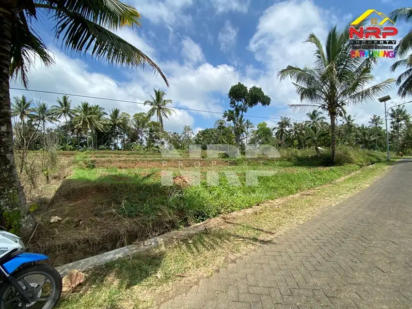 Dijual Tanah Sawah Prospek Sangat Murah dekan Ijen Resort