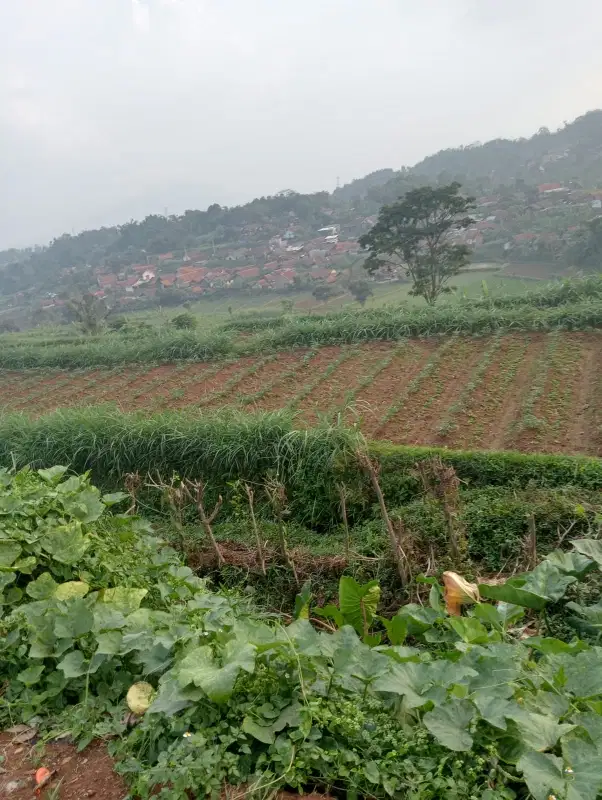 Tanah kebun 90 tumbak view bagus, air subur, pamulihan sumedang