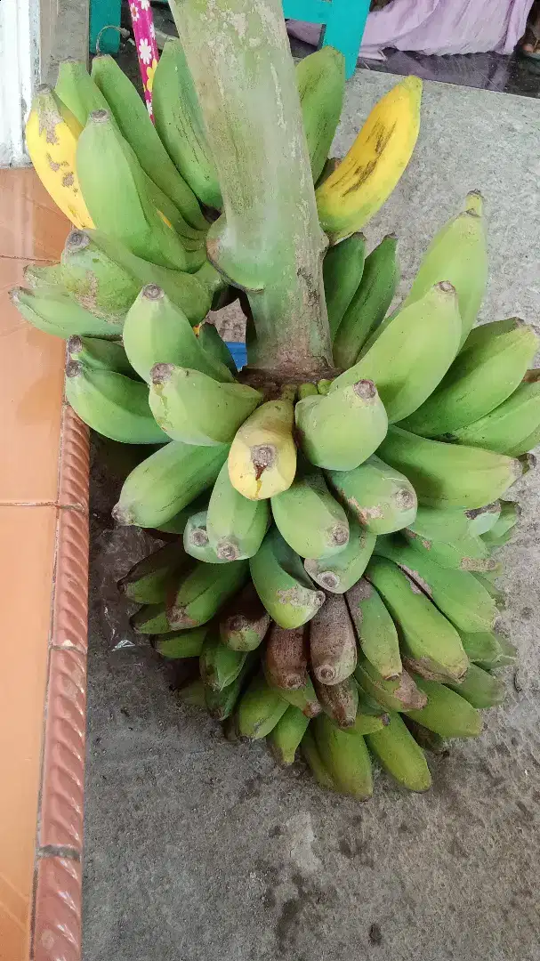 Pisang raja masak pohon