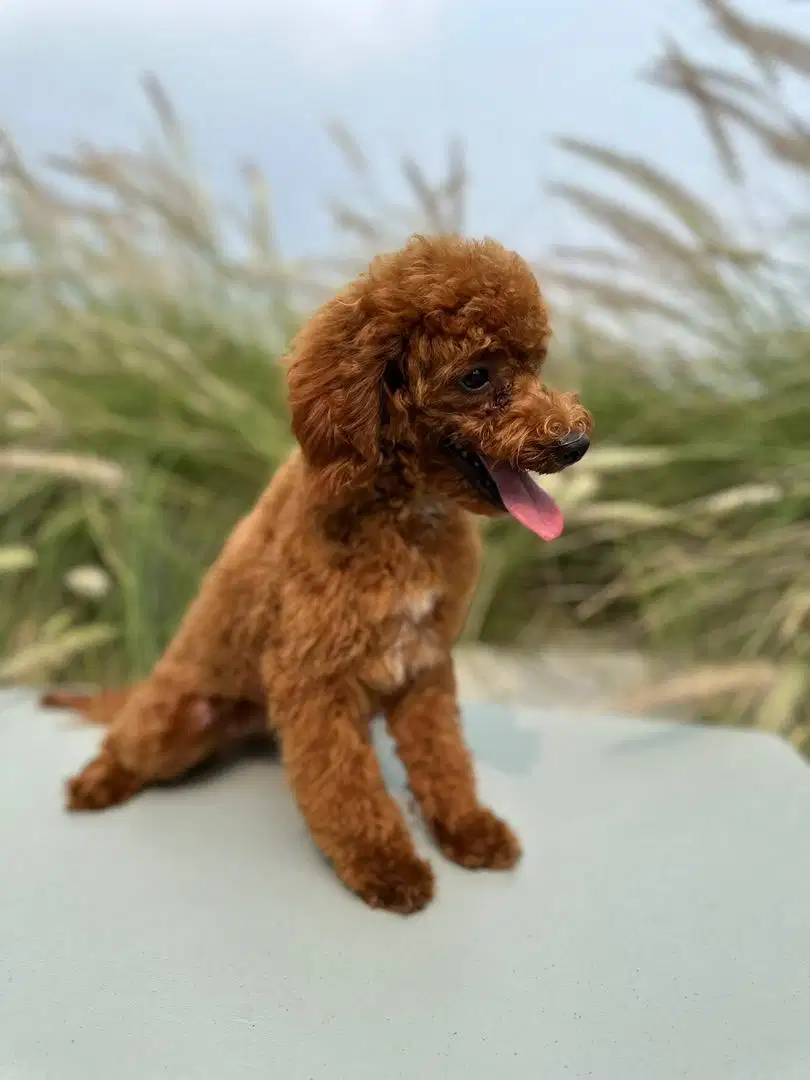 Poodle Stambum Female