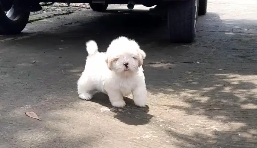 Anjing mini shihtzu