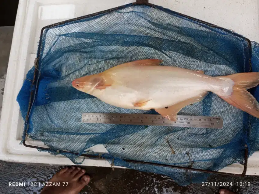 Patin albino jumbo