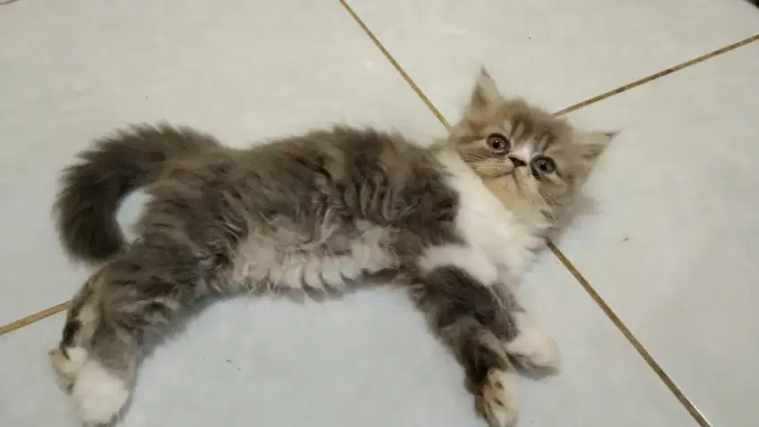 Kucing Persia Flatnose Abu