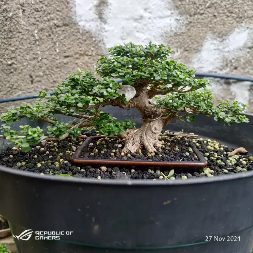 bonsai sancang / tanaman bonsai sancang / tanaman bonsai