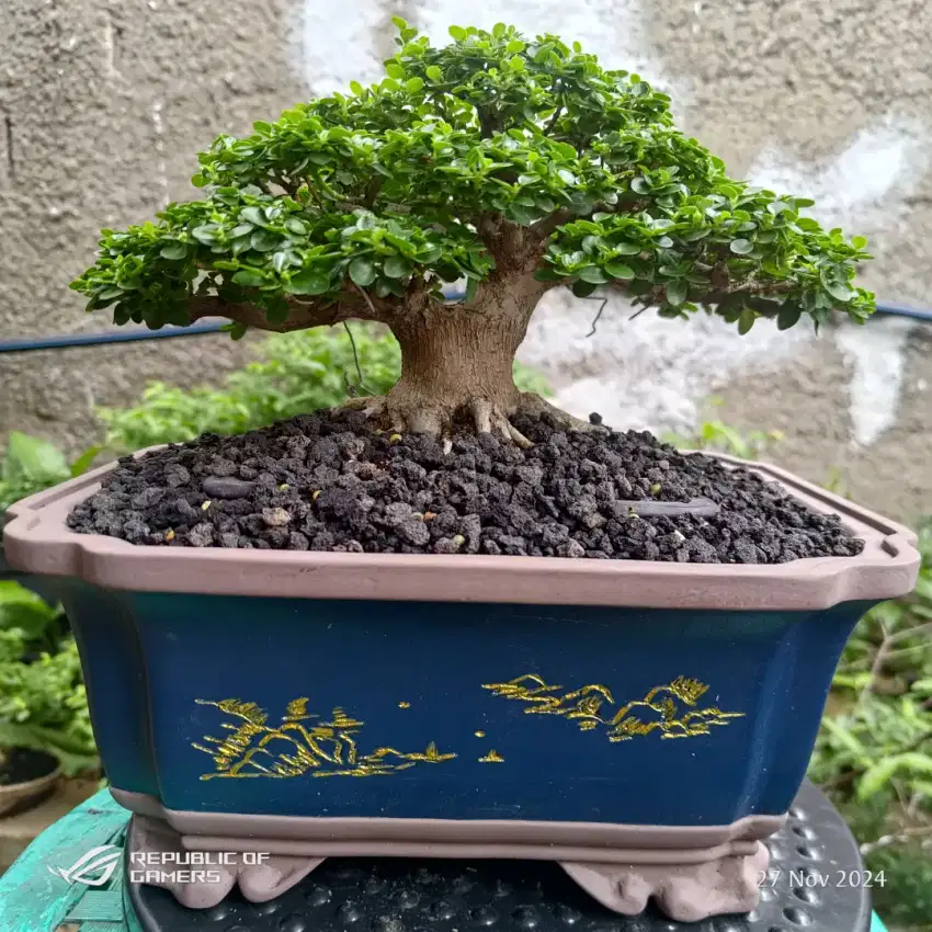 bonsai sancang | tanaman bonsai sancang