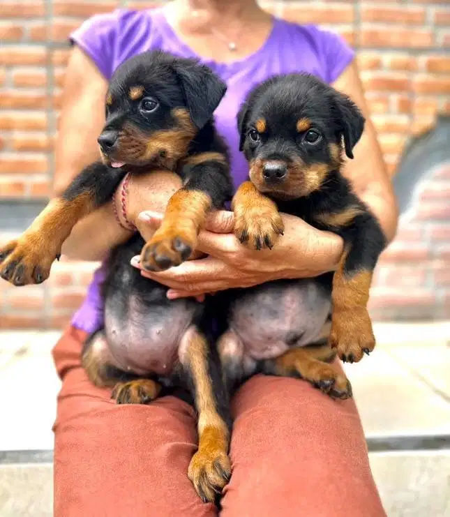 Rottweiler stambom