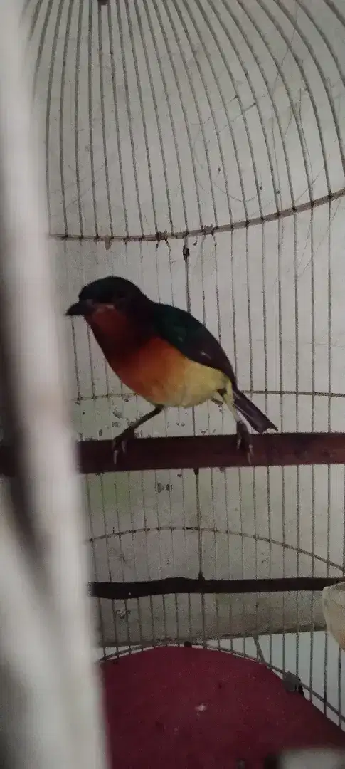 Kolibri  Wulung Ngeroll