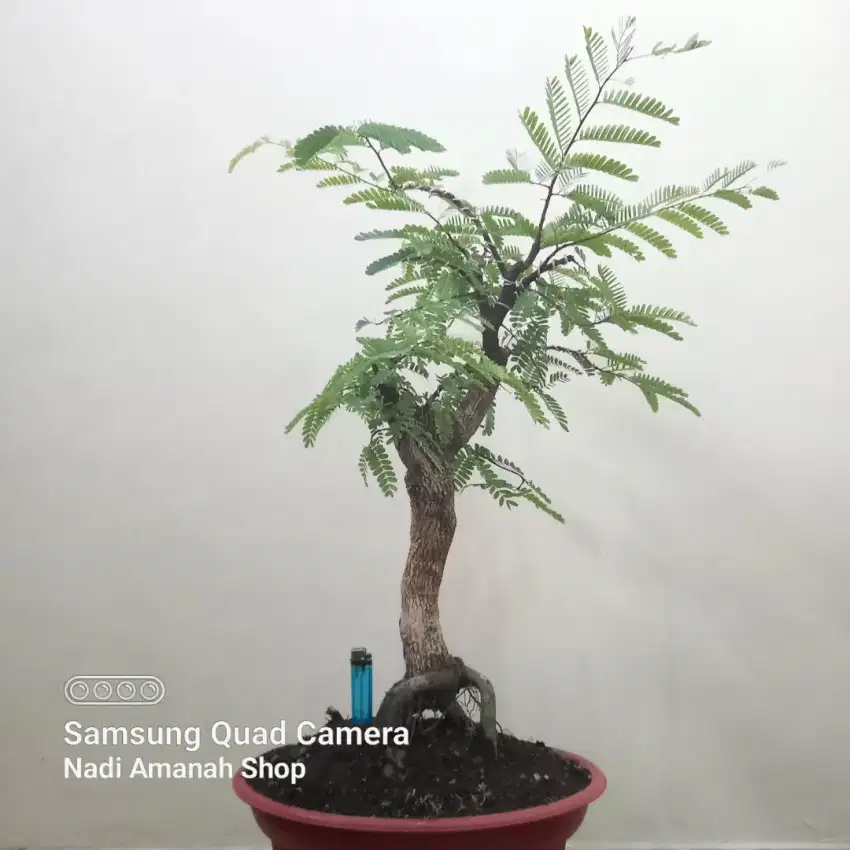 Bonsai Asam Jawa