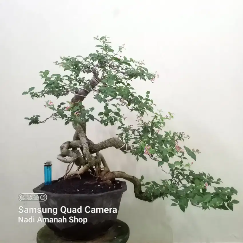 Bonsai Sakura Mikro