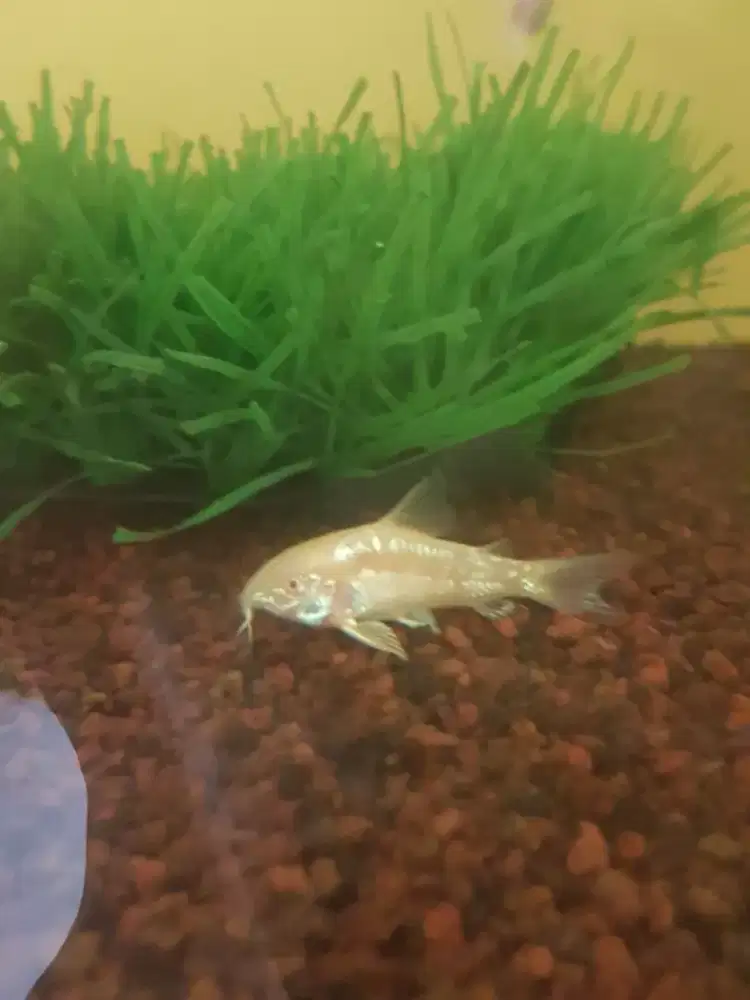 Ikan Coridoras size 3 4 cm