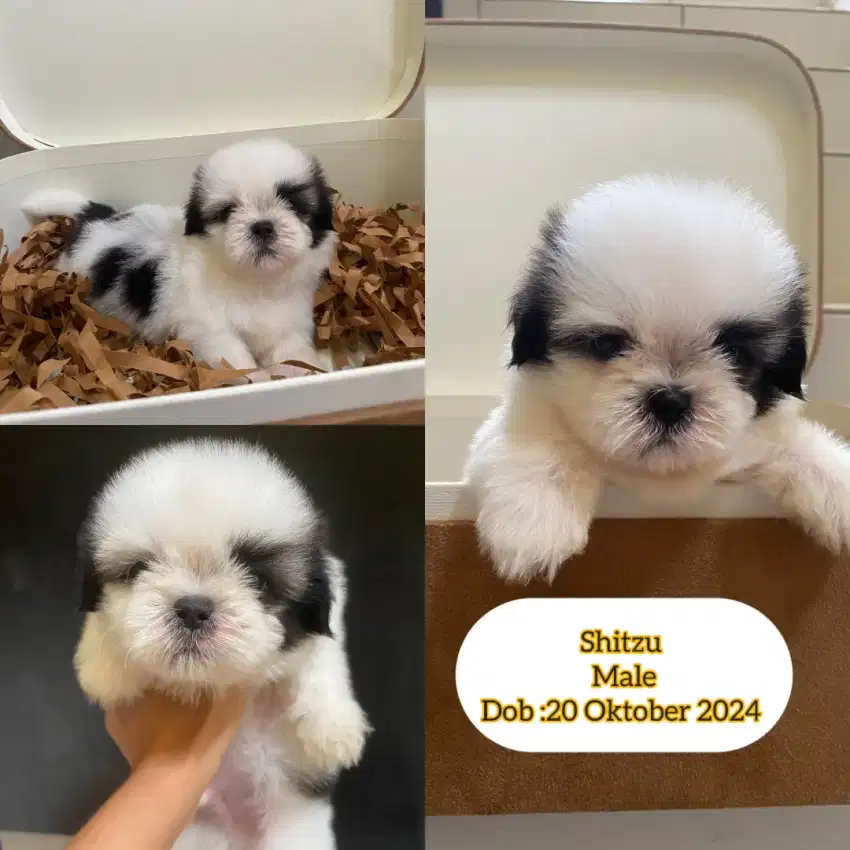 Shitzu puppies lucu gendut aktif