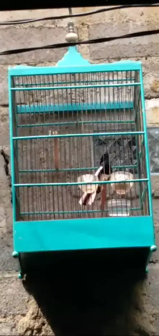 Burung Kacer deker Buka ekor gacor