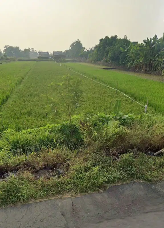 Sawah 3 Patok Jejer Pinggir Jalan Utama