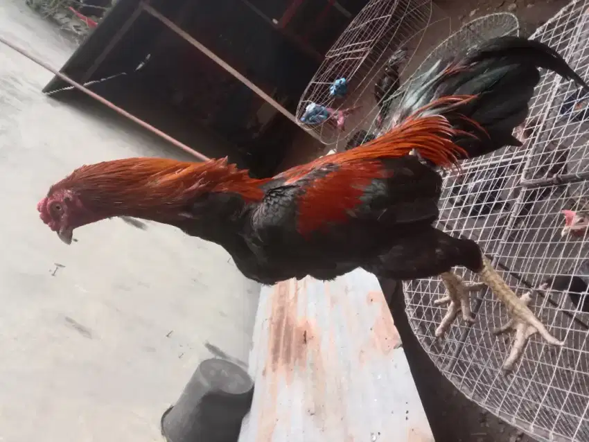 Ayam Jenis Bangkok Selatan