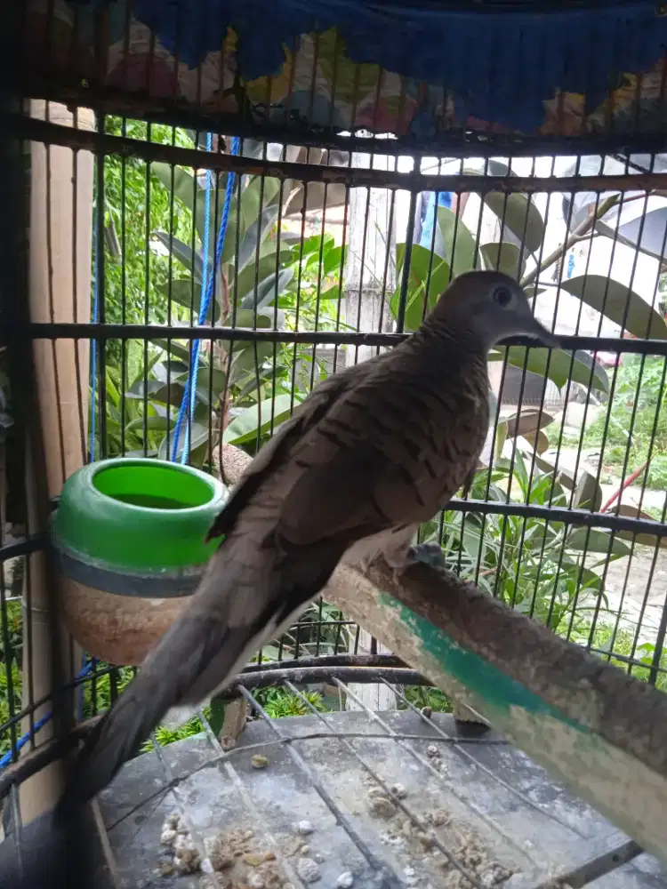 Perkutut lokal alam bunyi