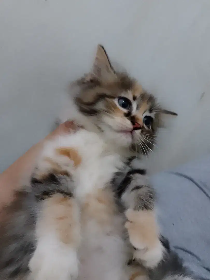 Persia kitten siap adopsi