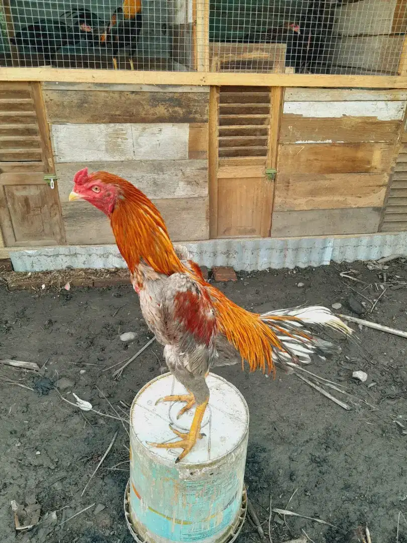 Dijual ayam kelabu api ayam lepek