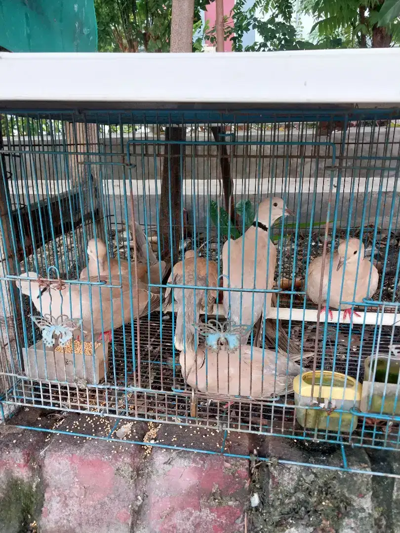 Burung puter pelung 1ekor 50ribu aja