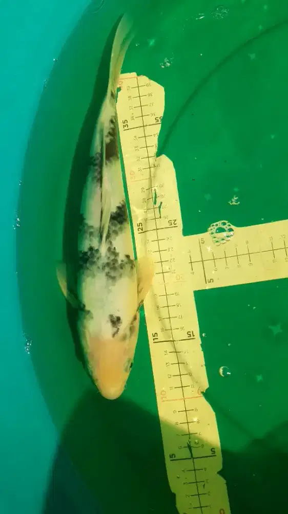 Ikan koi Shiro Tategoi HQ 37cm