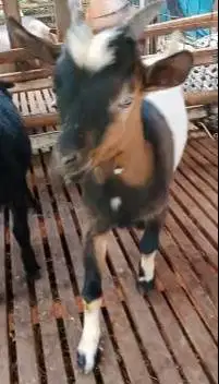 sepasang kambing hias mini asli pendek kerdil TB 40cm siap koleksi top