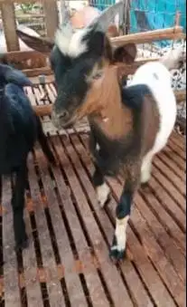 sepasang kambing hias mini 6-7 bulanan siap piara koleksi TB 40cm unik