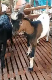 sepasang kambing hias mini 7 bulanan siap ternak koleksian rawatan top