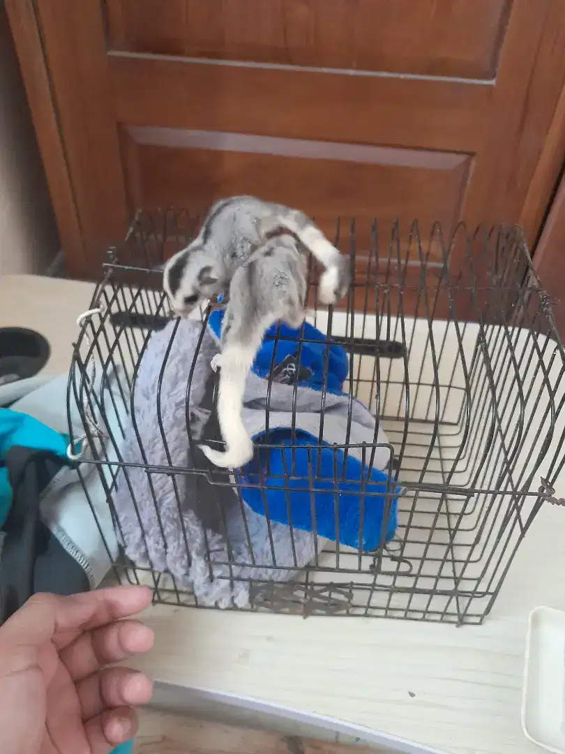 SUGAR GLIDER MOZAIC SEPASANG