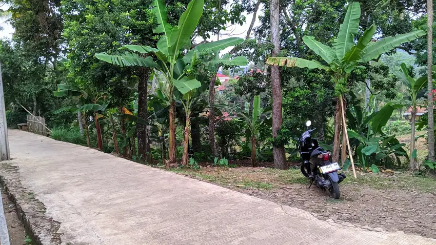 Dijual Tanah Sawah || 9 Kwintal Hasil Panen