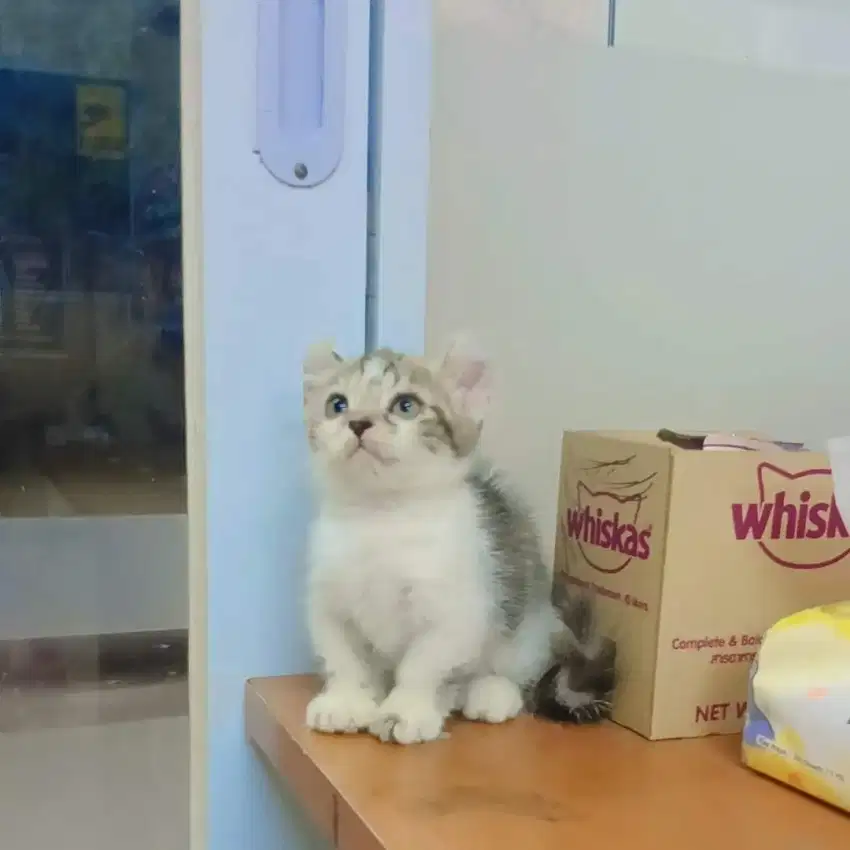 Munchkin Cat/Kucing Cebol