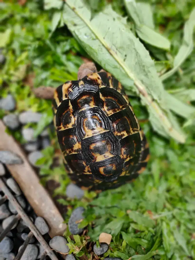 kura darat Golden Greek 15 cm bukan sulcata