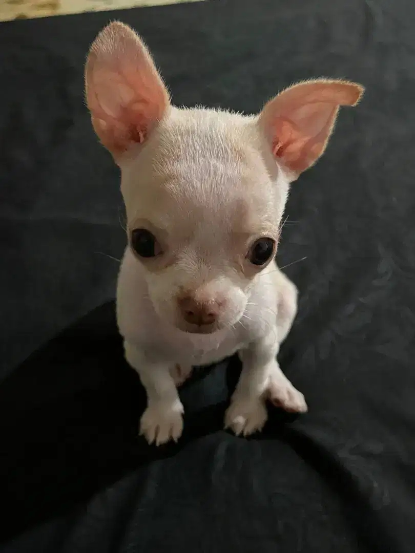 Anjing Chihuahua