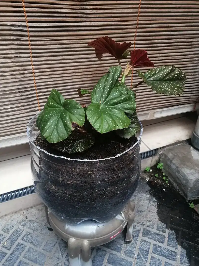 Tanaman hias begonia polkadot