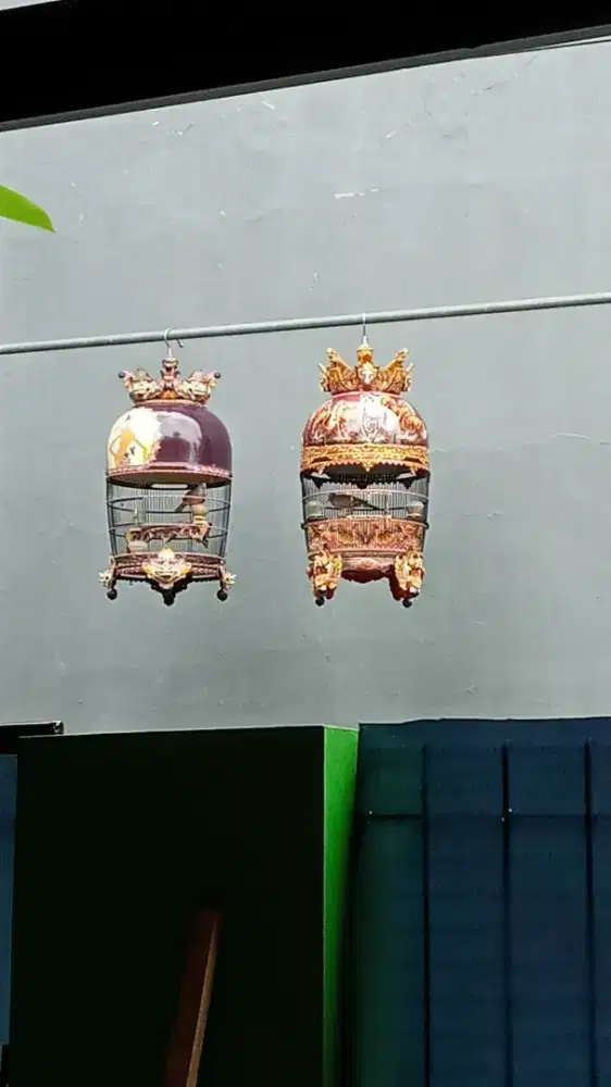 Perkutut Bangkok cakep calon jawara