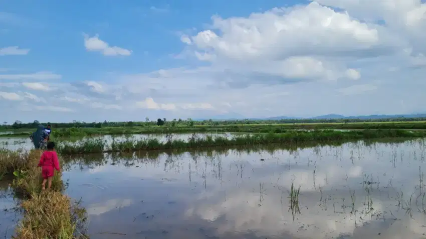 Dijulan Cepat Tanah Sawah