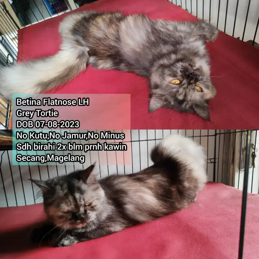 Kucing Betina Dewasa Birahi Abu² Tortie Semi Flatnose