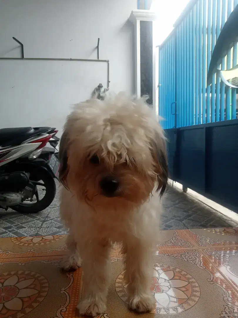 Anjing Shih Tzu