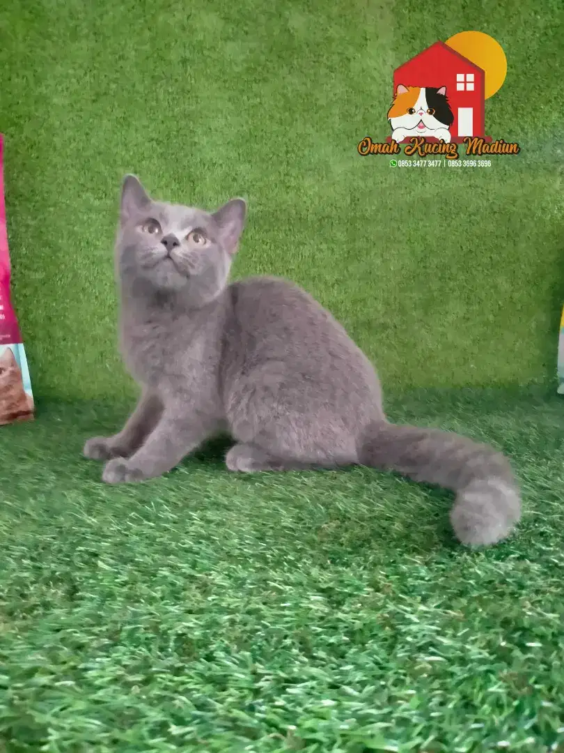 Kucing BSH (British Short Hair)