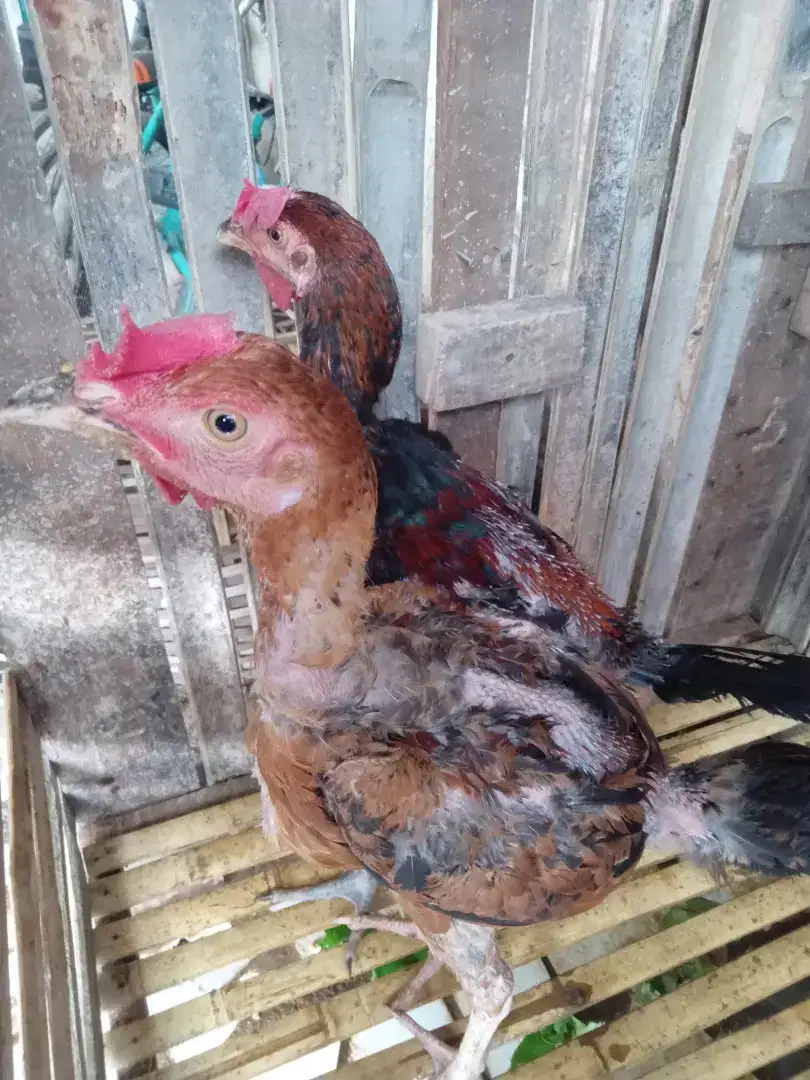 Dijual ayam pelung dua jantan