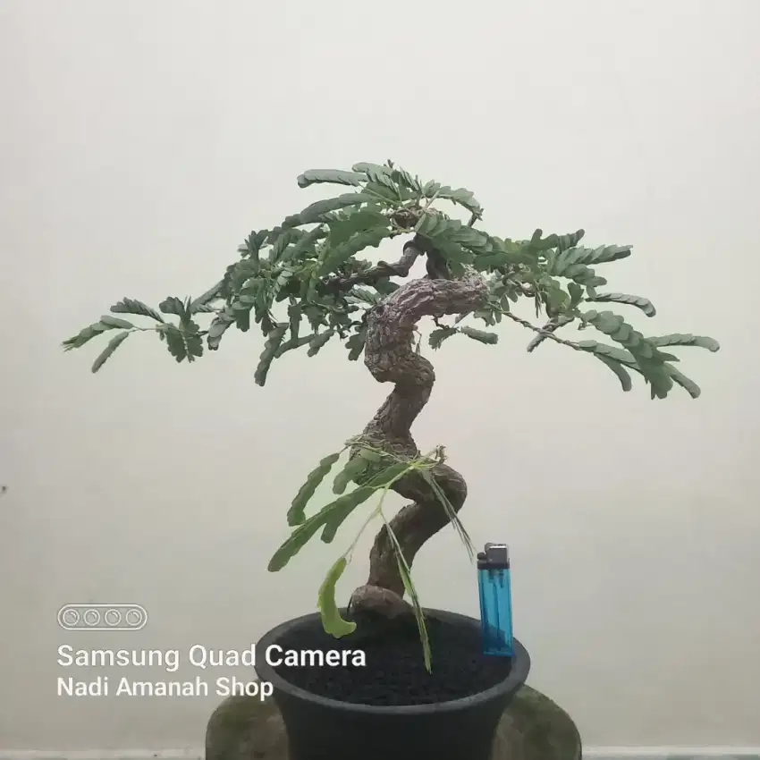 Bonsai Asem Jawa Meliuk